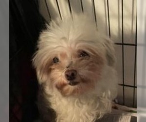 Maltese Dogs for adoption in Pembroke, GA, USA