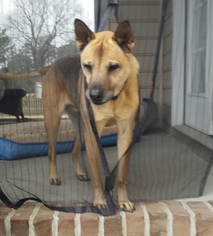 Shiba Inu-Unknown Mix Dogs for adoption in Hampton, VA, USA