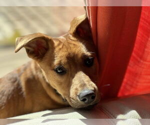 Mutt Dogs for adoption in Ball Ground, GA, USA