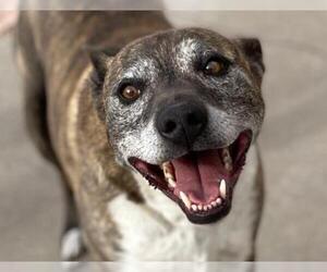 Staffordshire Bull Terrier-Unknown Mix Dogs for adoption in Albuquerque, NM, USA