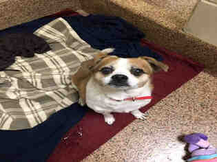 Medium Photo #1 Chug Puppy For Sale in Springfield, MA, USA