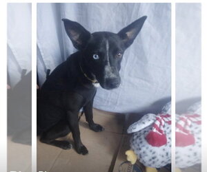 Mutt Dogs for adoption in San Diego, CA, USA