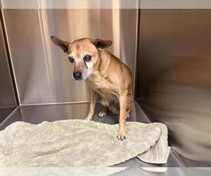 Chihuahua-Unknown Mix Dogs for adoption in Orange, CA, USA