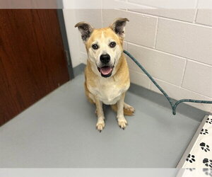 German Shepherd Dog Dogs for adoption in St. Cloud, FL, USA