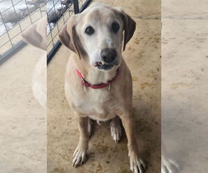 Labbe Dogs for adoption in Alexander, AR, USA
