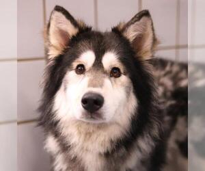 Siberian Husky-Unknown Mix Dogs for adoption in San Antonio, TX, USA