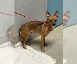 Chihuahua-Unknown Mix Dogs for adoption in Las Vegas, NV, USA