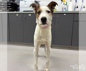 Retriever -Unknown Mix Dogs for adoption in Washington, DC, USA