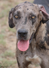 Great Dane Dogs for adoption in PIPE CREEK, TX, USA