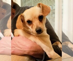 Chihuahua-Unknown Mix Dogs for adoption in Rock Hill, SC, USA