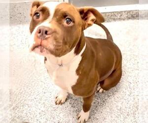 American Pit Bull Terrier Dogs for adoption in Houston, TX, USA