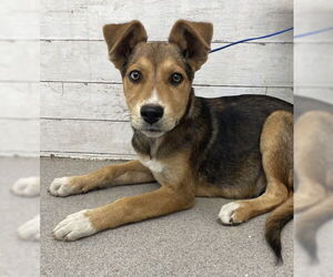 German Shepherd Dog-Siberian Husky Mix Dogs for adoption in San Bernardino, CA, USA