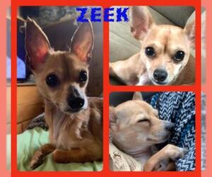 Chihuahua Dogs for adoption in Berkeley Springs, WV, USA