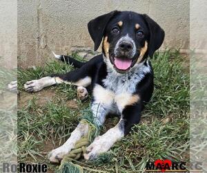 Mutt Dogs for adoption in Maryville, TN, USA