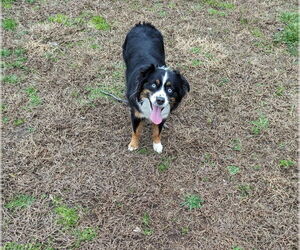 Australian Shepherd-Unknown Mix Dogs for adoption in Holly Springs, NC, USA