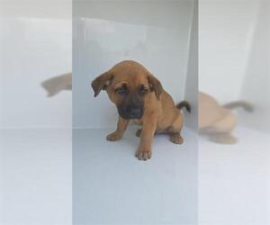 German Shepherd Dog-Unknown Mix Dogs for adoption in Houston, TX, USA