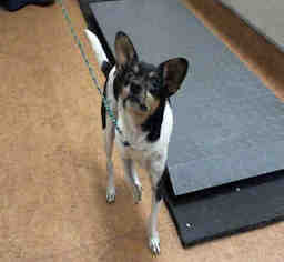 Rat Terrier Dogs for adoption in Sacramento, CA, USA