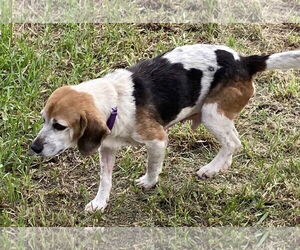 Beagle Dogs for adoption in Dunnellon, FL, USA