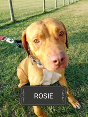 Mutt Dogs for adoption in Williston, FL, USA
