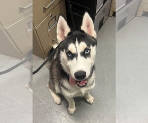 Siberian Husky Dogs for adoption in Lawrenceville, NJ, USA