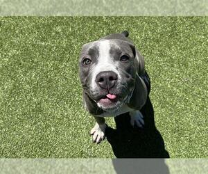 American Staffordshire Terrier-Unknown Mix Dogs for adoption in Grand Prairie, TX, USA