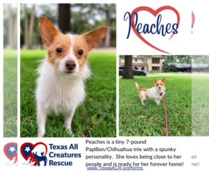 Chion Dogs for adoption in Lillian, TX, USA