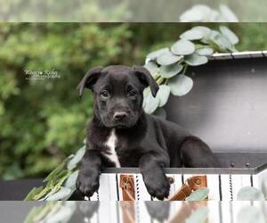 Boxador Dogs for adoption in Tuscaloosa, AL, USA