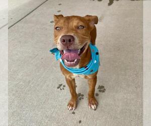 Mutt Dogs for adoption in Tulsa, OK, USA