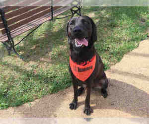 Lab-Pointer Dogs for adoption in Toronto, Ontario, Canada
