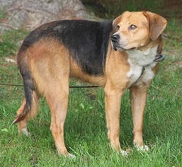 Beagle-Saint Bernard Mix Dogs for adoption in Pipestem, WV, USA