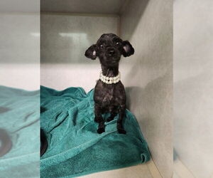 Poodle (Miniature)-Unknown Mix Dogs for adoption in Ocala, FL, USA