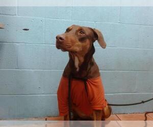 Doberman Pinscher Dogs for adoption in Downey, CA, USA