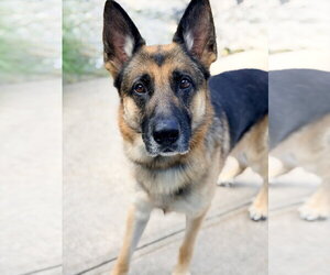 German Shepherd Dog Dogs for adoption in Jackson , NJ, USA
