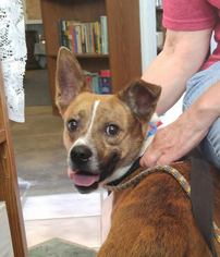 Boglen Terrier Dogs for adoption in Asheville, NC, USA