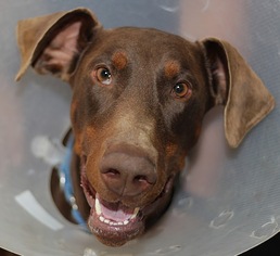 Doberman Pinscher Dogs for adoption in Pensacola, FL, USA
