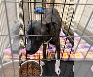 American Pit Bull Terrier-Unknown Mix Dogs for adoption in Texas City, TX, USA