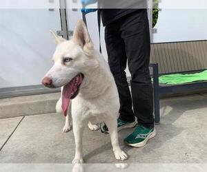 German Shepherd Dog-Siberian Husky Mix Dogs for adoption in Berkeley , CA, USA