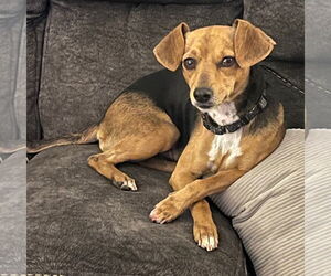 Cheagle Dogs for adoption in Brooklyn Center, MN, USA