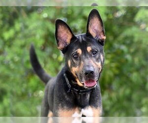 Medium Photo #1 German Shepherd Dog-Unknown Mix Puppy For Sale in Tavares, FL, USA