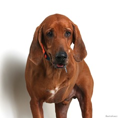 Redbone Coonhound Dogs for adoption in Eden Prairie, MN, USA
