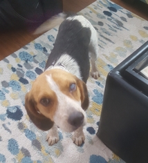 Beagle Dogs for adoption in Newport, KY, USA