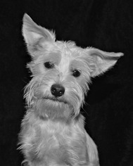 Mutt Dogs for adoption in Abilene, TX, USA