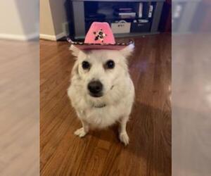 American Eskimo Dog-Unknown Mix Dogs for adoption in Rochester, NY, USA
