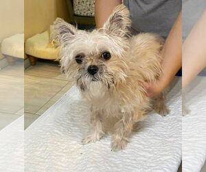 Mutt Dogs for adoption in Benton, LA, USA