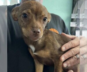 Chihuahua-Unknown Mix Dogs for adoption in Madisonville, TN, USA