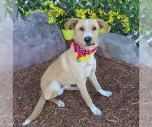 Carolina Dog-Unknown Mix Dogs for adoption in Oklahoma City, OK, USA