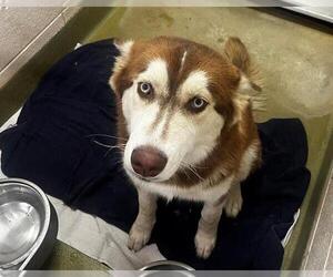 Siberian Husky-Unknown Mix Dogs for adoption in Moreno Valley, CA, USA