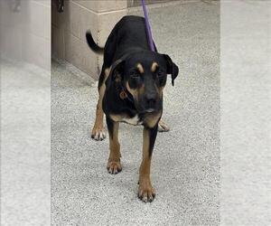 Pointer-Rottweiler Mix Dogs for adoption in Conroe, TX, USA