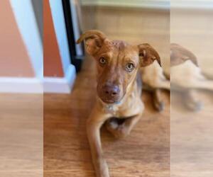 Labrador Retriever-Rhodesian Ridgeback Mix Dogs for adoption in Palo Alto, CA, USA