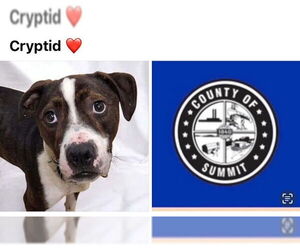 American Pit Bull Terrier-Unknown Mix Dogs for adoption in Akron, OH, USA